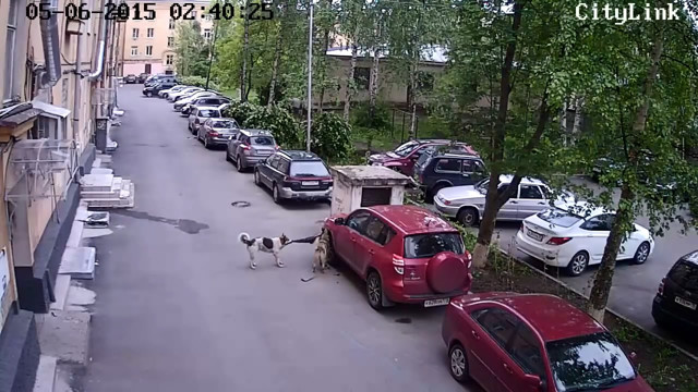Бродячие собаки грызут автомобиль