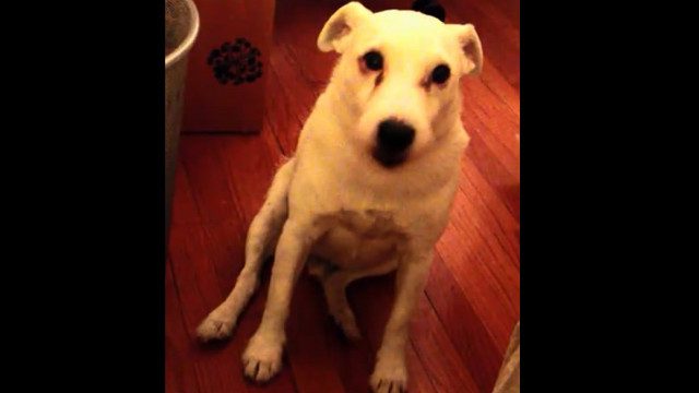 Пес включил заднюю