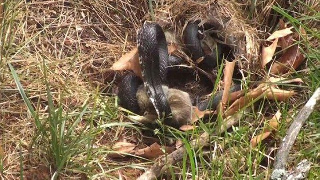 Храбрая крольчиха напала на змею, пытавшуюся съесть её кроликов