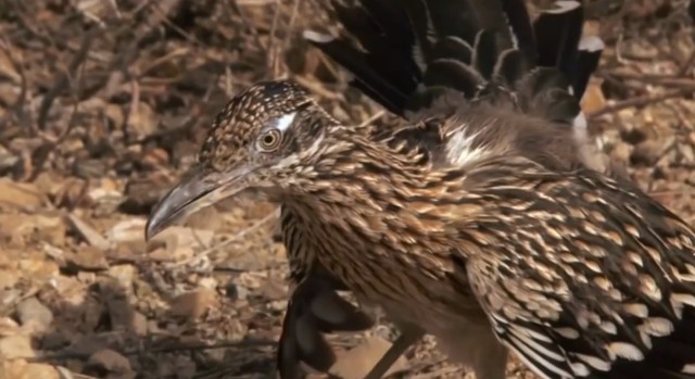 Никто не смеет обижать маленького дорожного бегуна. Никто