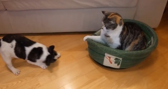 Котик занял место собаки