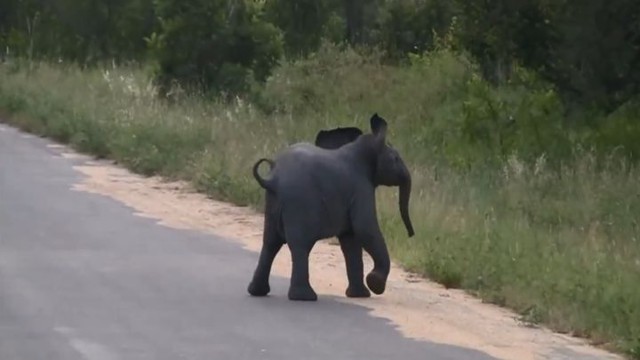 Дорогу королю Южной Африки! Слоненок пытается отогнать птиц