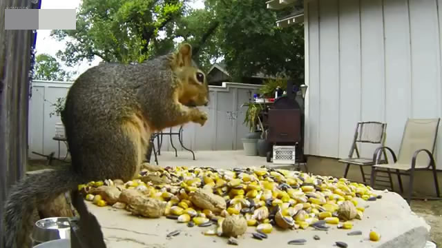 Охота на белок во дворе частного дома