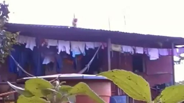 Храбрый кот прыгает с крыши