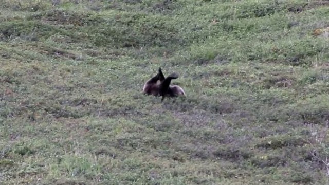 Туристы на Аляске сняли катающегося с холма медведя