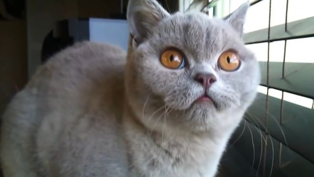 Кажется, у вас кот сломался!