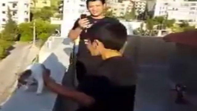 Мальчик убил котёнка ради 10 долларов