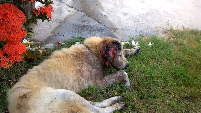 Черви едят мозг собаки