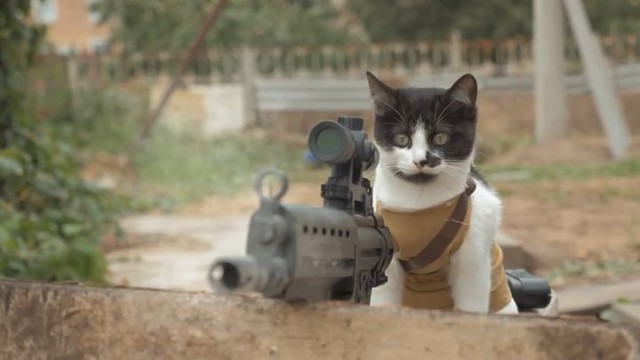 Когда коты объявляют зомби войну