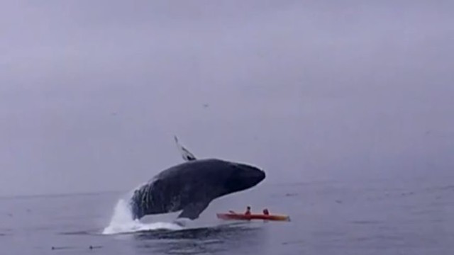 Британские туристы чуть не погибли, когда горбатый кит решил запрыгнуть к ним на байдарку