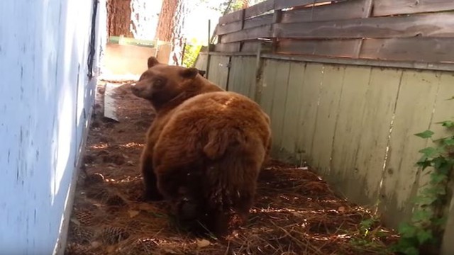 Как уходил гордый медведь