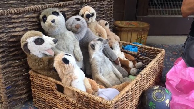 Кто спит? Я не сплю!