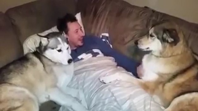 Ревнивый хаски показывает свое недовольство