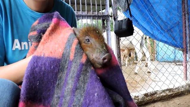 Спасение поросенка, упавшего в глубокий колодец