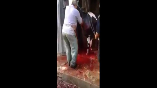 Жажда жизни: Корова с перерезанным горлом убегает от забойщика