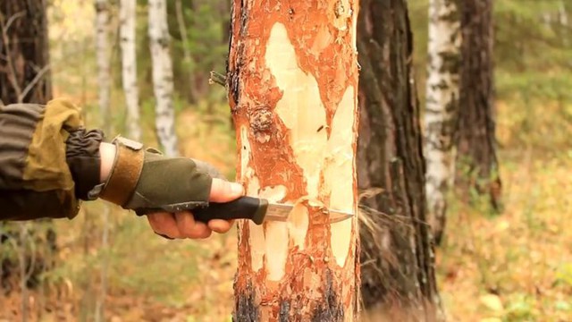 Как срубить дерево ножом