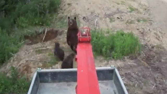 Повезло, так повезло! Неожиданная встреча с медведицей