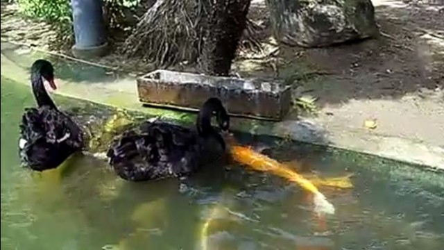 Черные лебеди кормят карпов кои