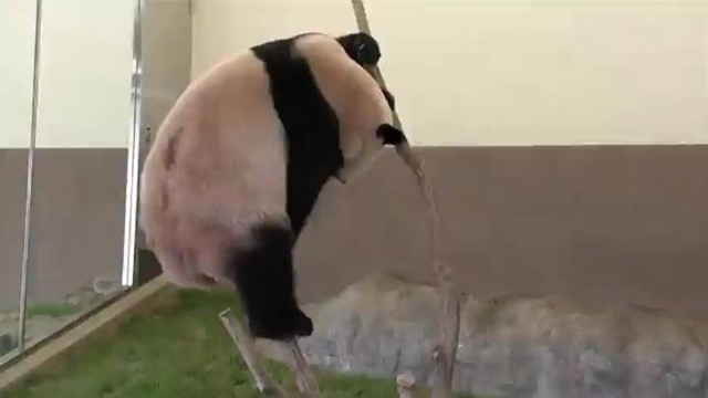 Почему панды находятся под угрозой исчезновения