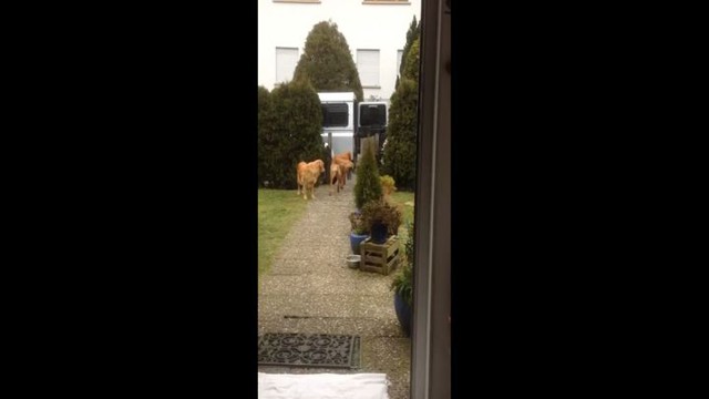 Собака не только лучший друг, но и прекрасный помощник по хозяйству