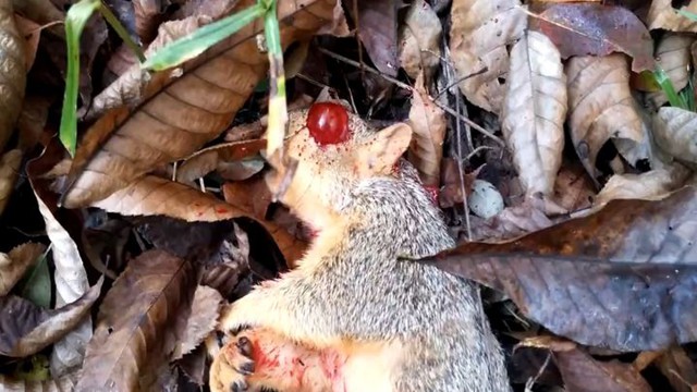 Предсмертная агония белки, застреленной живодером 