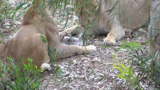 Львы разорвали кота, запрыгнувшего в вольер