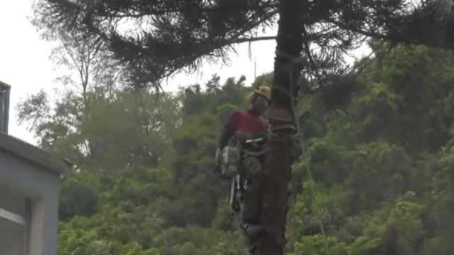 Как не нужно спиливать деревья!  