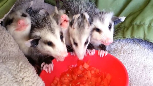 Эти очаровательные детеныши опоссума, которые лакомятся арбузом, подарят тебе отличное настроение и заставят улыбнуться!