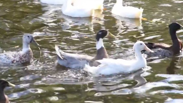 Эти утки никогда не видели воды. Но даже спасатели не были готовы к такому! 