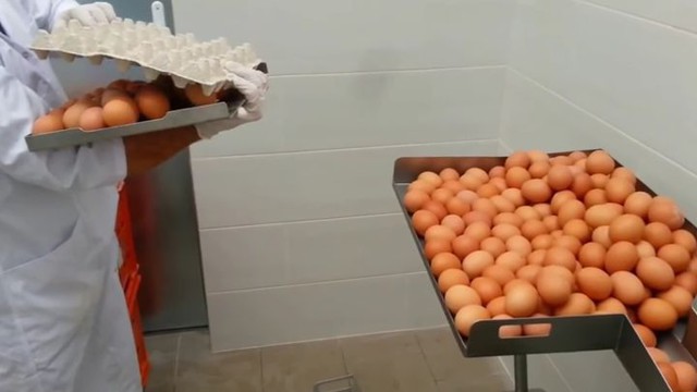  Машина для отделения белка от желтка 