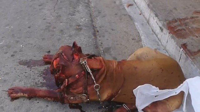 Питбуля искромсали мачете