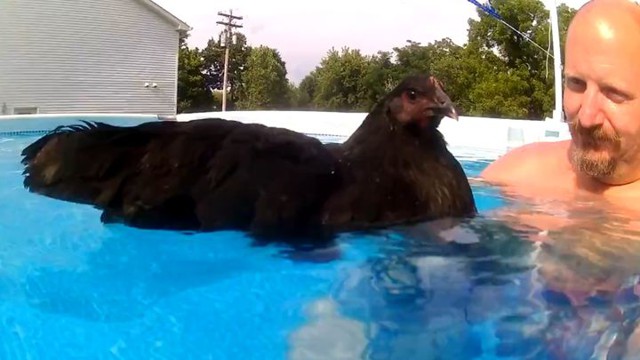 Как плавает курица