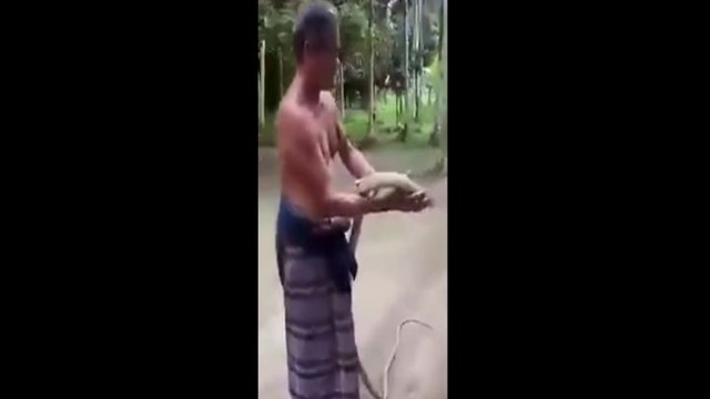 Опытный змеелов демонстрирует, как брать кобру на руки