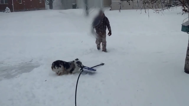Собаки отрываются в снежное время
