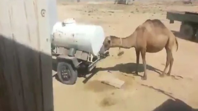 Находчивый верблюд нашёл способ утолить жажду 