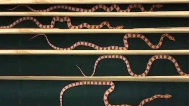 Как ползают змеи между стенками, расположенными на разном расстоянии