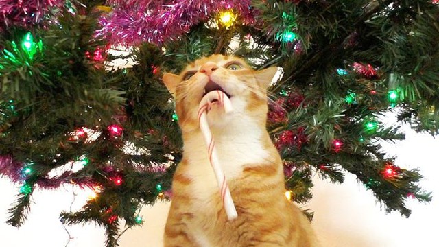 Ночь перед кошачьим Рождеством 