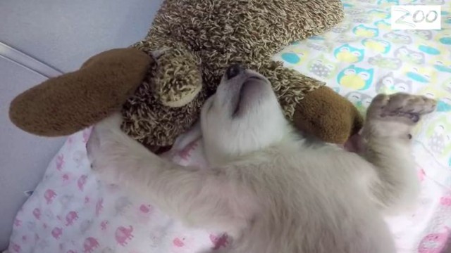 Медвежата тоже любят спать с мягкими игрушками