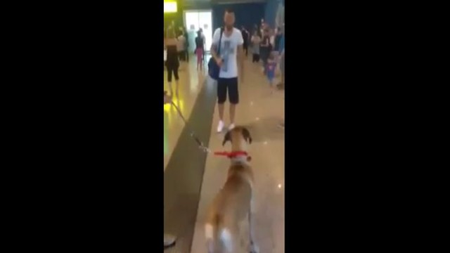 Собака встречает своего хозяина после долгой разлуки