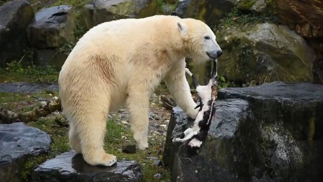 Белый медведь решил поиграться с мертвым котом