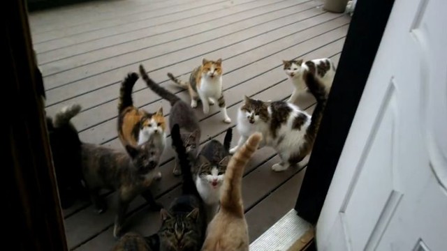  Каждое утро, когда этот человек открывает свою дверь, он видит это