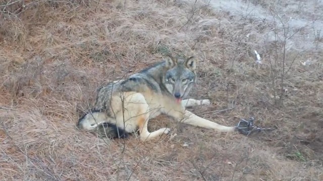 Как охотники спасали волка из капкана 