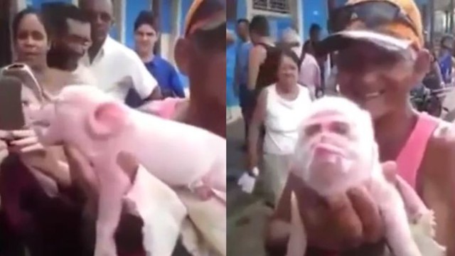 Родила свинюшка в ночь не то сына, не то дочь