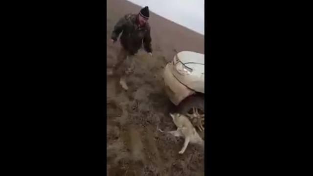 Казахские живодеры раздавили волка и издевались над умирающим животным