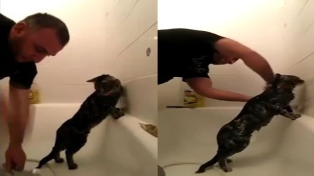 Хозяин купает самого терпеливого кота в мире