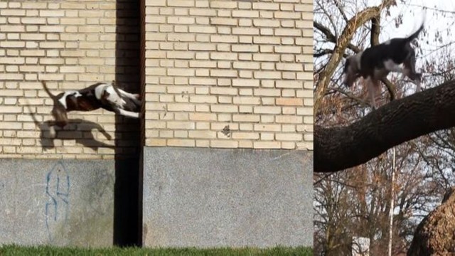  Теперь кошкам точно не спрятаться! Питбуль демонстрирует удивительный паркур