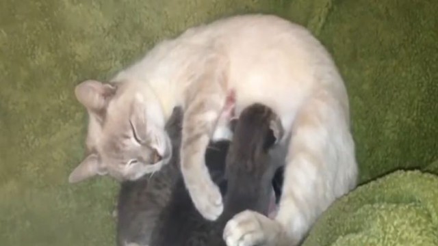 Кошке принесли брошенного щенка. Её реакция невероятна!