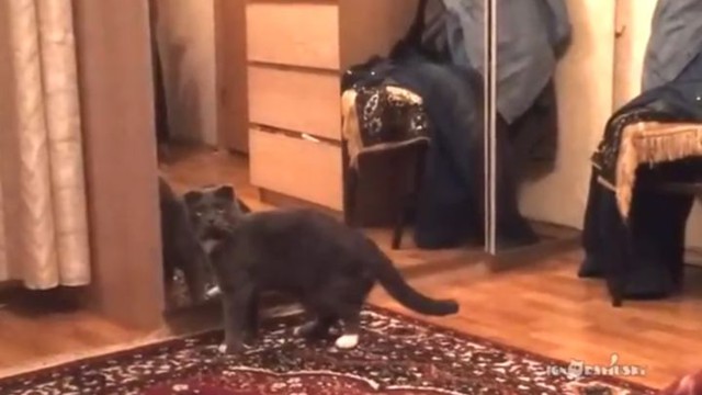 Кот осознал, что он кот