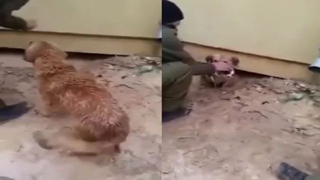 Вот что значит материнский инстинкт! Собака отчаянно пытается спасти своих щенков