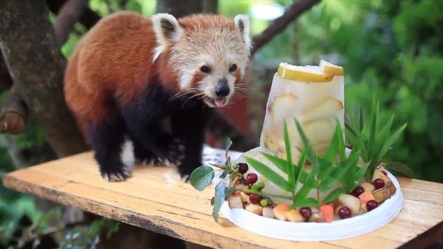 Красная панда с размахом отпраздновала своё 16-летие  